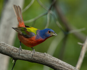 Male Painted Bunting