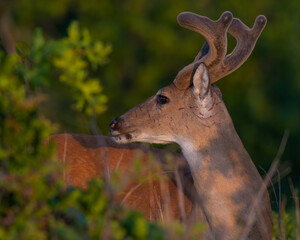 White Tailed Deer Buck in velvet