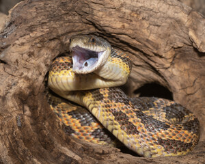 Western Ratsnake defensive position