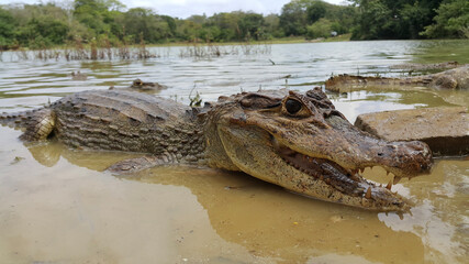 alligator in the swamp