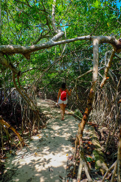 tourist woman walking among mangroves