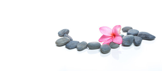 Pink Frangipani flower with black stones on white panorama background, Natural Flowers Relaxing concept