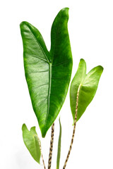 Alocasia zebrina on white background