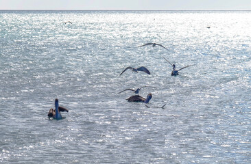 Fototapeta na wymiar Pelicans and seagulls in the sea fishing