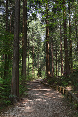 path in the forest