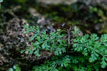 Close up of Bolbitis heteroclite grow on the rock