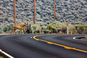 Family of deer crossing traffic on a rural road