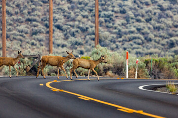 Family of deer crossing traffic on a rural road