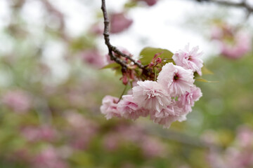 八重桜