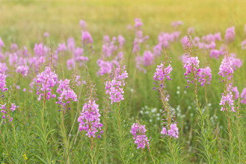 Fototapeta premium Flowers fireweed or Ivan-tea growing on meadow with sunlight. Delicious and healthy natural herbs, for subsequent fermentation