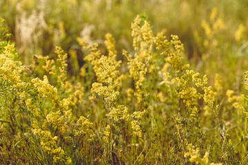 Beautiful field wild flowers of mimosa in warm sunlight. Beauty nature growing yellow blossom grass