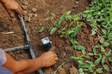Farmers use soil PH measurement tools to check the quality before planting.