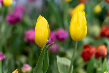 Yellow Tulip with blurred background