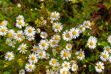 Fototapeta premium wildflowers in the summer in a field, beautiful background