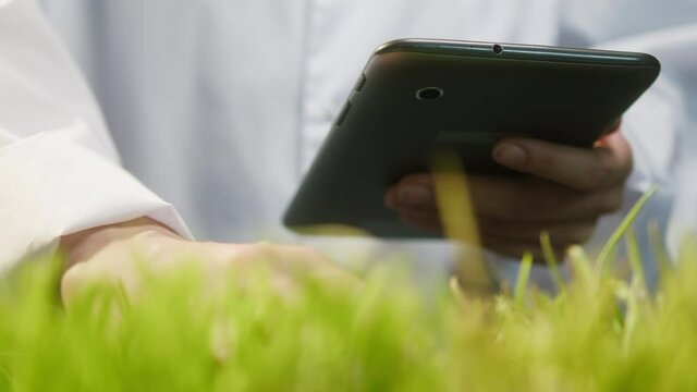 Professional gardener in white gown checking grass quality, and typing on gadget tablet, touching green sedge leaves with hand on lawn. Planting business and farming concept.