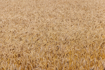 Field of ripe golden wheat close-up