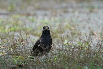 starling on the ground