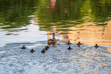 A family of ducks, a duck and its little ducklings are swimming in the water. The duck takes care of its newborn ducklings. Mallard, lat. Anas platyrhynchos
