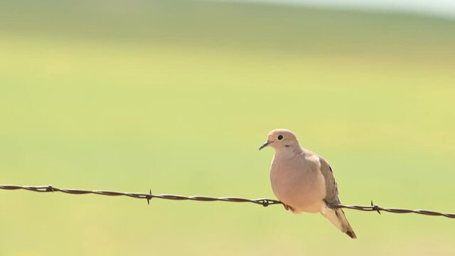 Mourning Dove (Zenaida macroura)