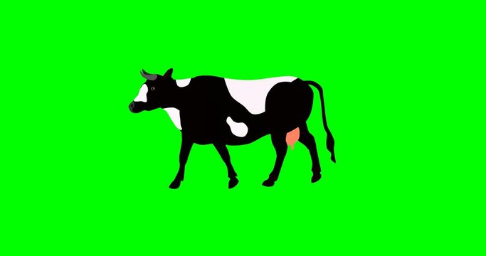 Walking cow, cartoon cow 2d animation, green screen