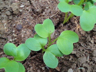 家庭菜園　大根の芽