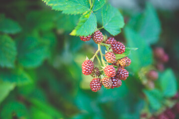 A bush with green blackberry leaves. Unripe berries hang on the branches.