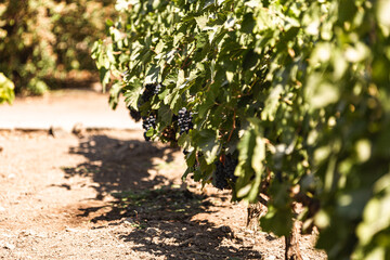Fototapeta na wymiar Ripe grapes hung on vineyards of grape trees. In the vineyard.