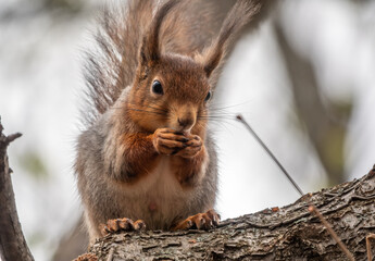 The squirrel with nut sits on a branches in the spring or summer.