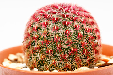 Rainbow Cactus close up shot on white background