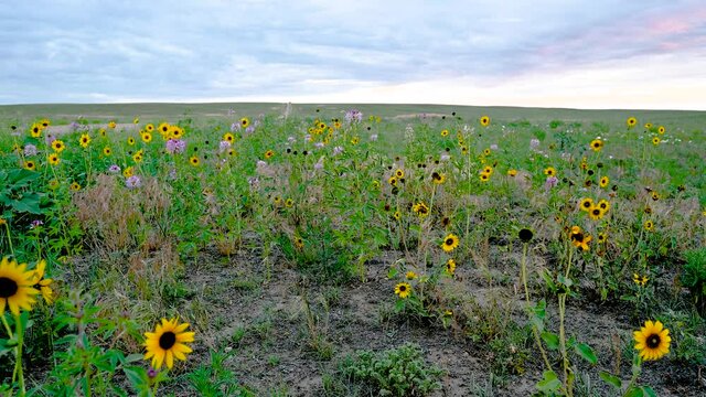 Colorado Wildflowers at Pawnee National Grasslands