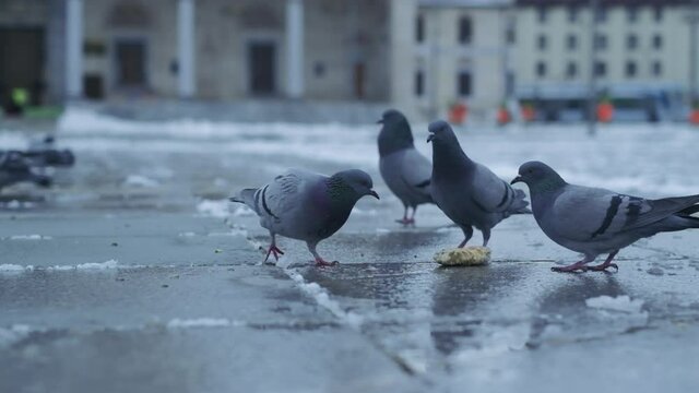Pigeons eating stale bread on the ground in a city square. Winter time. 4K.