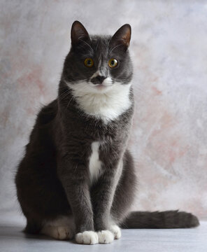 A gray cat with white breasts poses for a photographer.