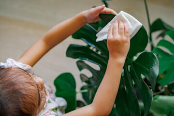 A little girl oiling the houseplant leaves, taking care of plant Monstera using a cotton sheet. Top...