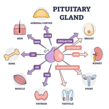 Pituitary gland hormones medical influence to human organs outline diagram. Educational labeled growth, blood pressure and reproduction regulation with somatotropin brain parts vector illustration.