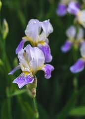beautiful irises flowers in the garden, blurred background
