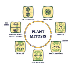 Plant cell mitosis and cellular division in educational outline diagram. Biological process for parent cell split in two daughter parts vector illustration. Microbiological scheme with phases circle.