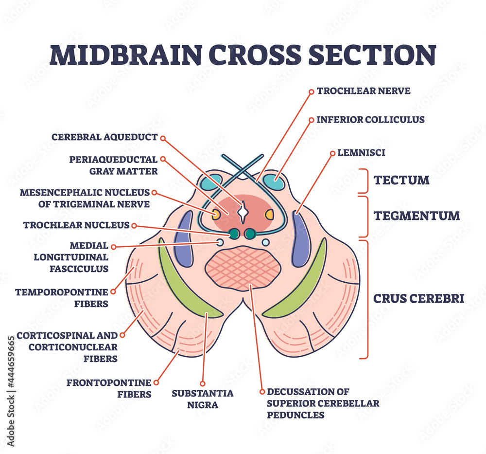 Aufkleber midbrain cross section with labeled brain structure parts outline diagram. human inner organ scheme 