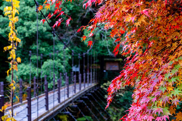 【東京都】奥多摩の紅葉風景
