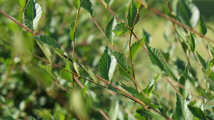 Bush Leaves on a Blurry Background