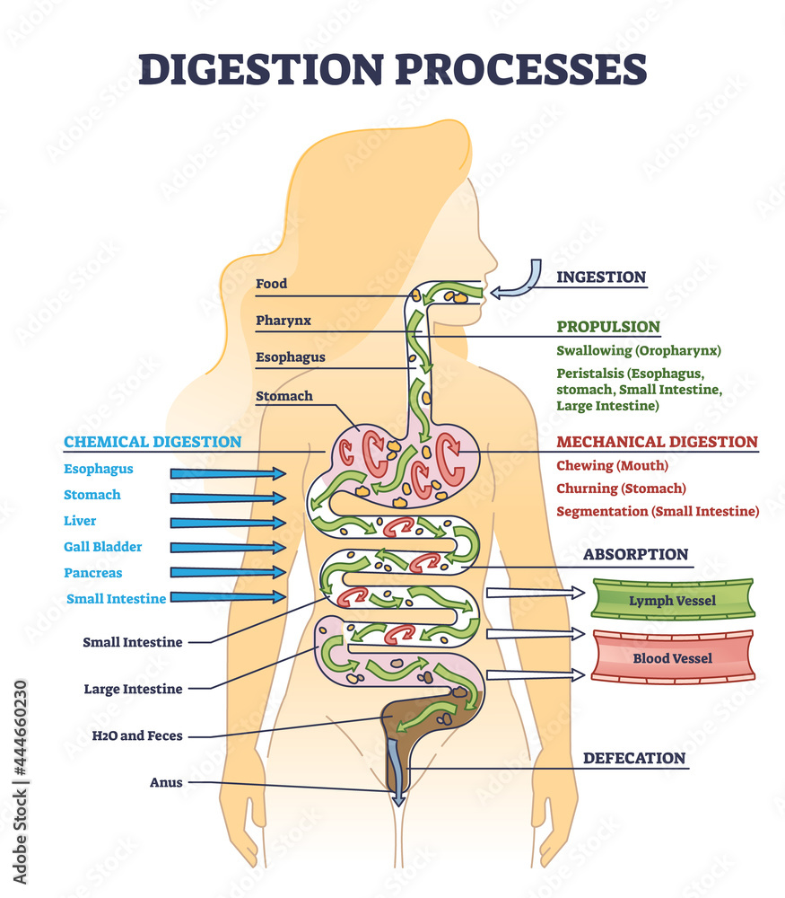 Poster digestion processes as overall gastrointestinal tract organs outline diagram. educational food proce