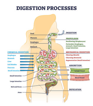 Food Digestion stock illustration. Illustration of human - 202193853