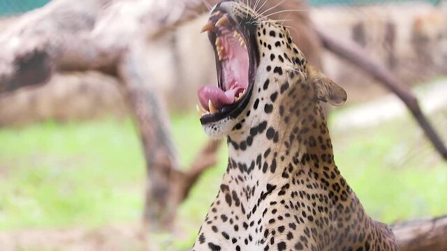 Leopard sitting and Yawning in the wild, close up