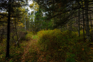 Sikhote-Alin Biosphere Reserve. Arseniev trail. A picturesque ecological trail in a dense autumn forest.