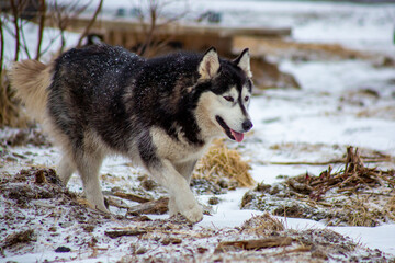 a stray husky dog walks in the snow