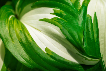 Natural green background with fresh leaves of dieffenbachia plant. Closeup.
