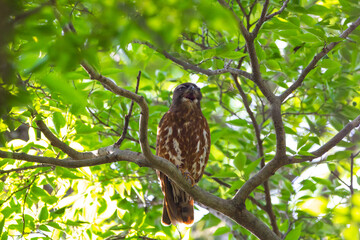 寝起きであくびをするアオバズク