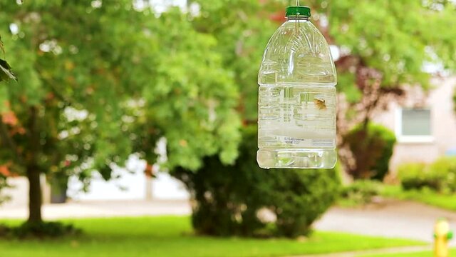 Clear view of the male gypsy month (Lymantria dispar dispar or LDD) entering a home-made trap.