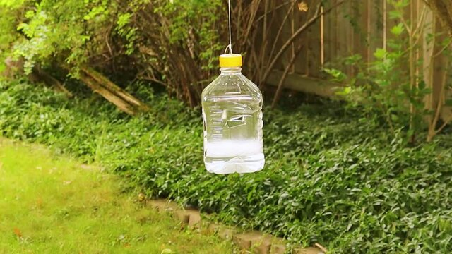 Home-made trap catches the male gypsy month (Lymantria dispar dispar or LDD) to help minimize next year&rsquo;s infestation.