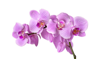 Obraz na płótnie Canvas Branch of pink orchid isolated on white background