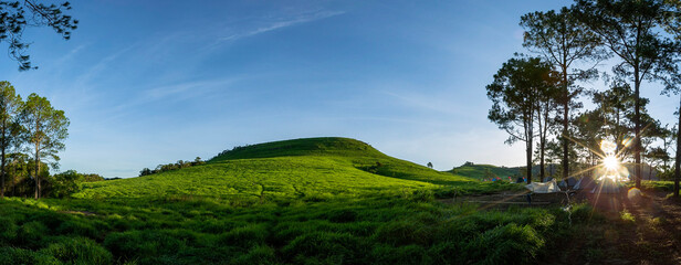Fototapeta premium landscape with trees